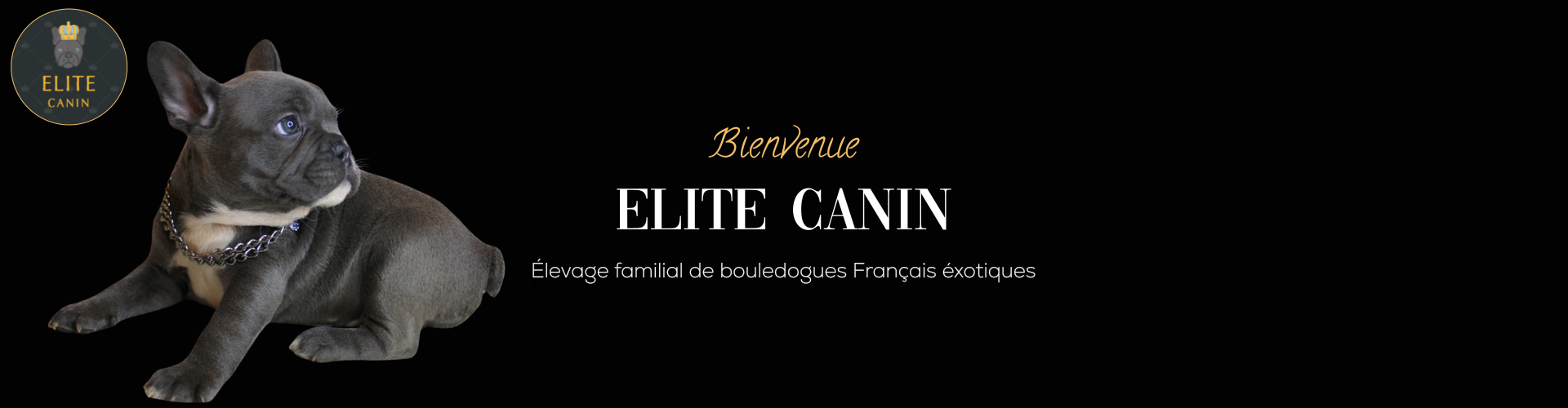 Portées Élite Canin Paris (75001) et alentours