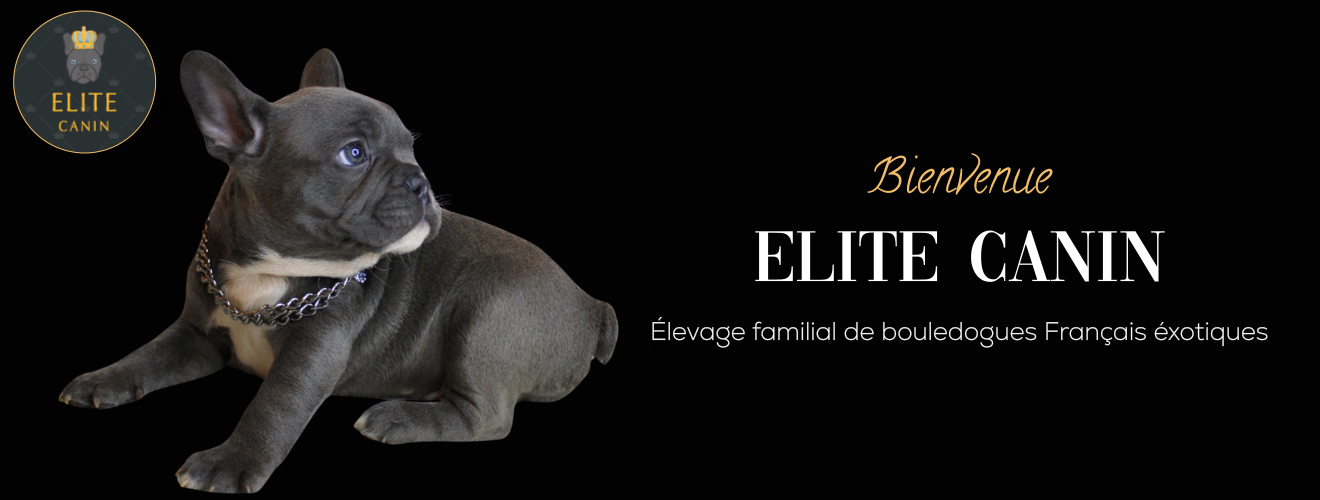 Portées Élite Canin Paris (75001) et alentours