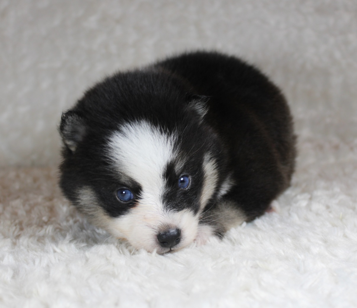 Photo de SASHA (Réservé)