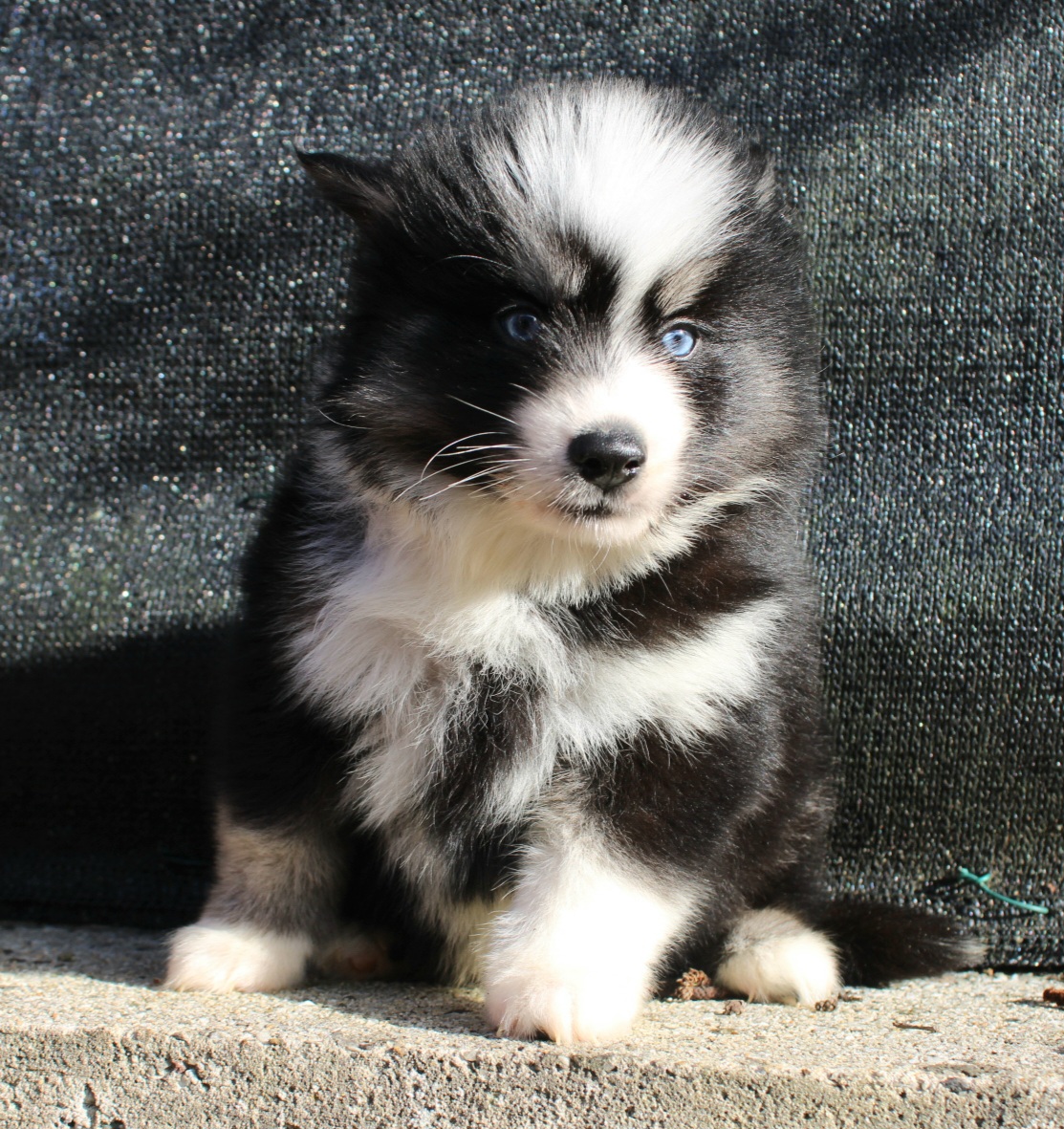 Photo de ATLAS (Réservé)