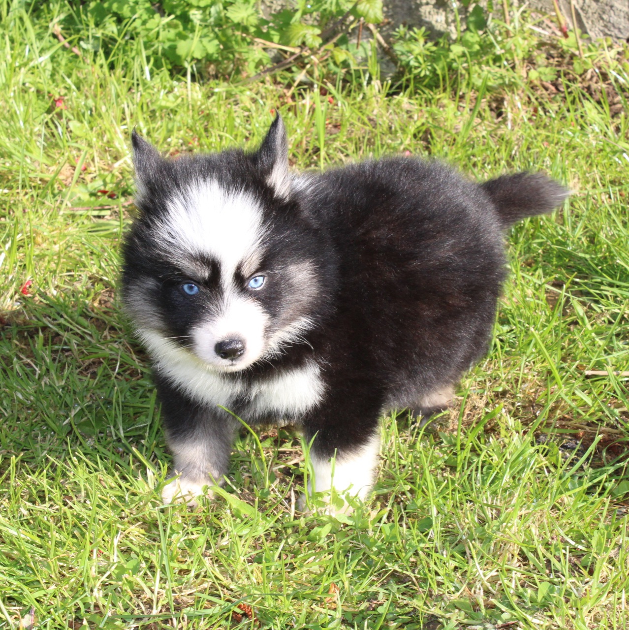 Photo de ATLAS (Réservé)