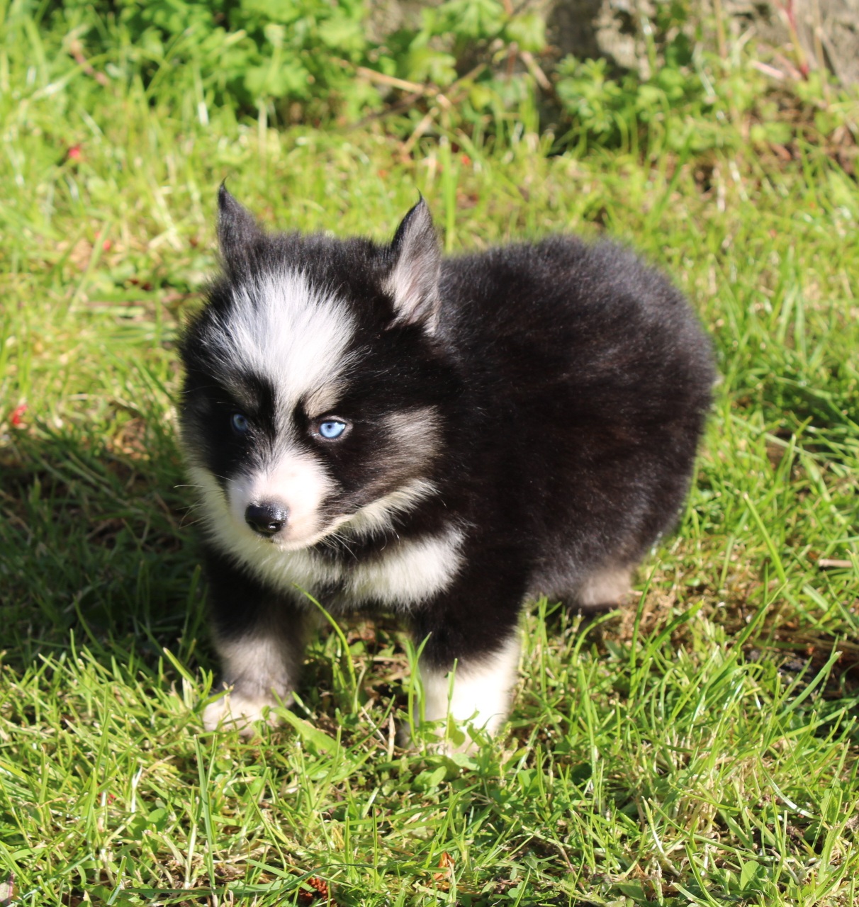 Photo de ATLAS (Réservé)