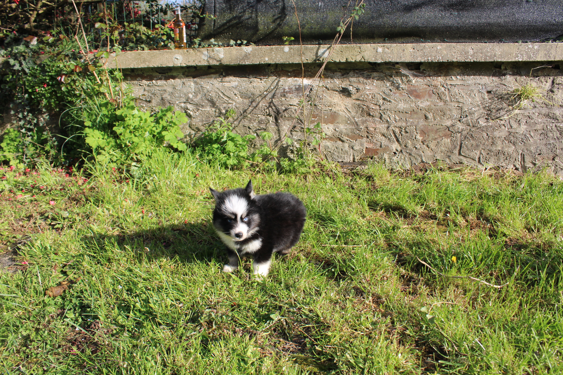 Photo de ATLAS (Réservé)