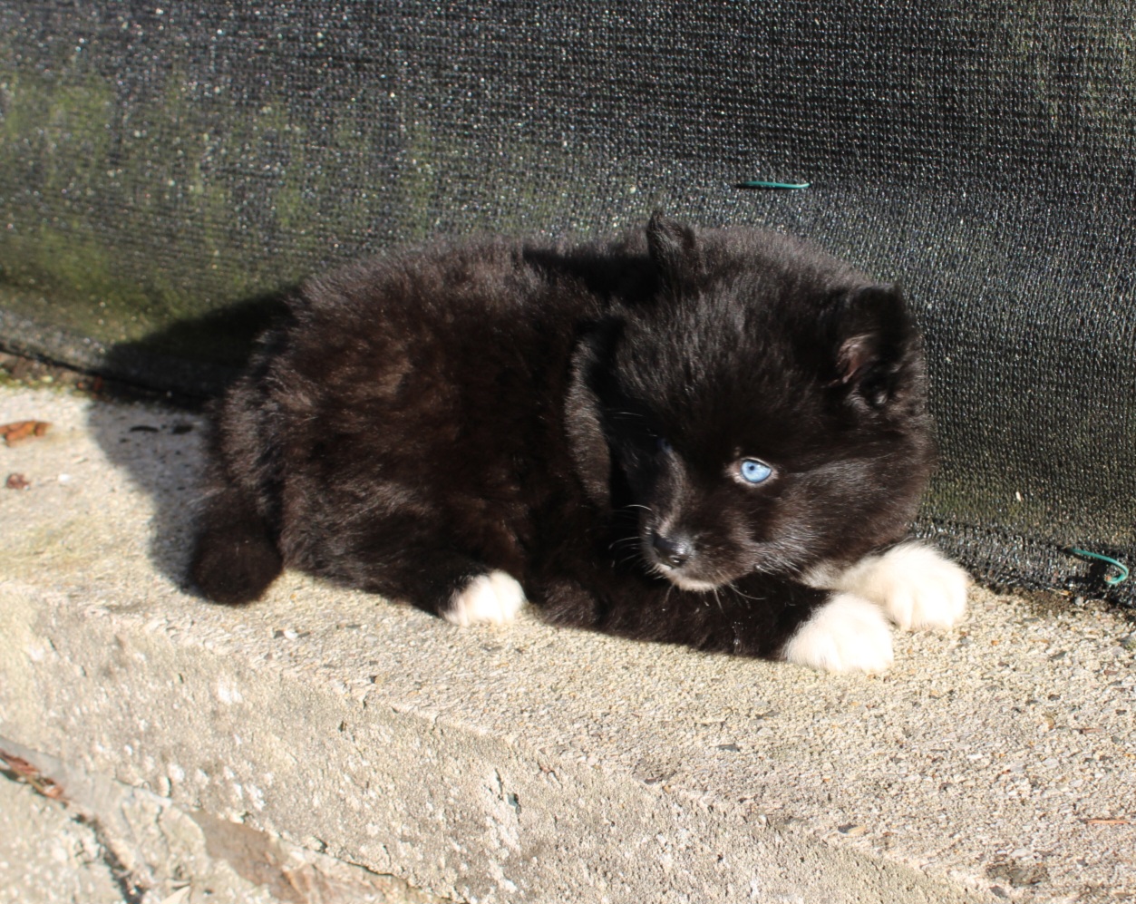 Photo de PIPPA (Réservé)