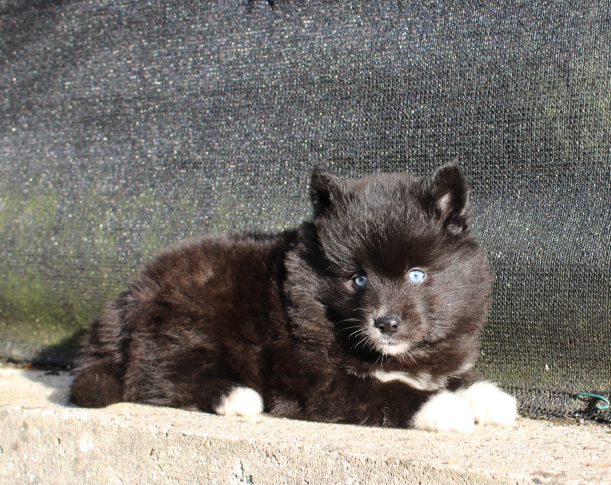 Photo de PIPPA (Réservé)