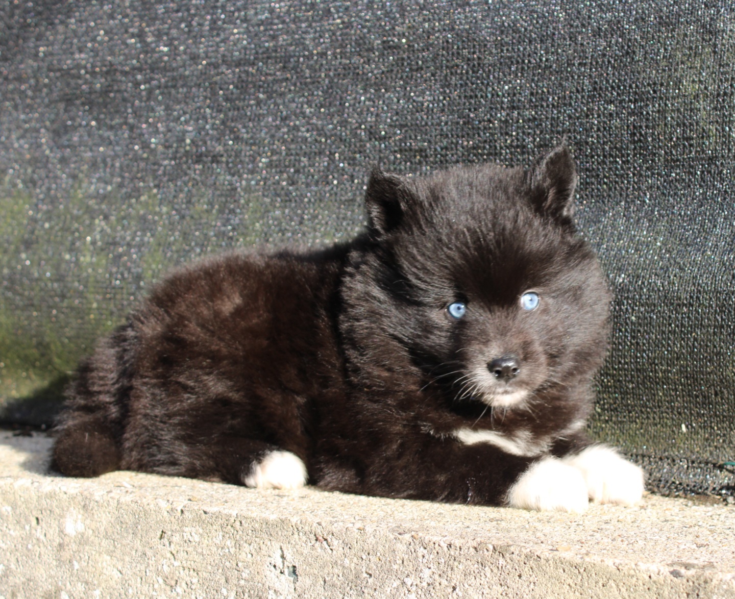 Photo de PIPPA (Réservé)