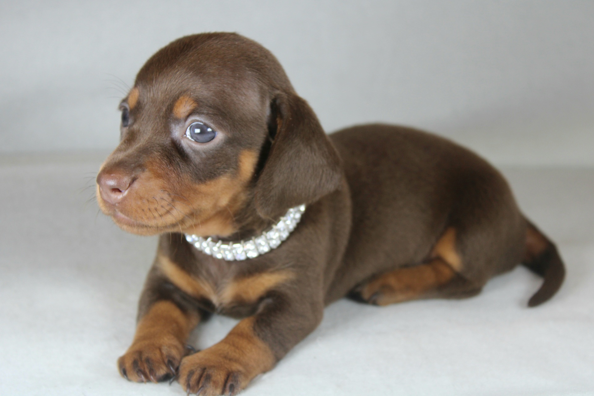 Photo de Chiot 6