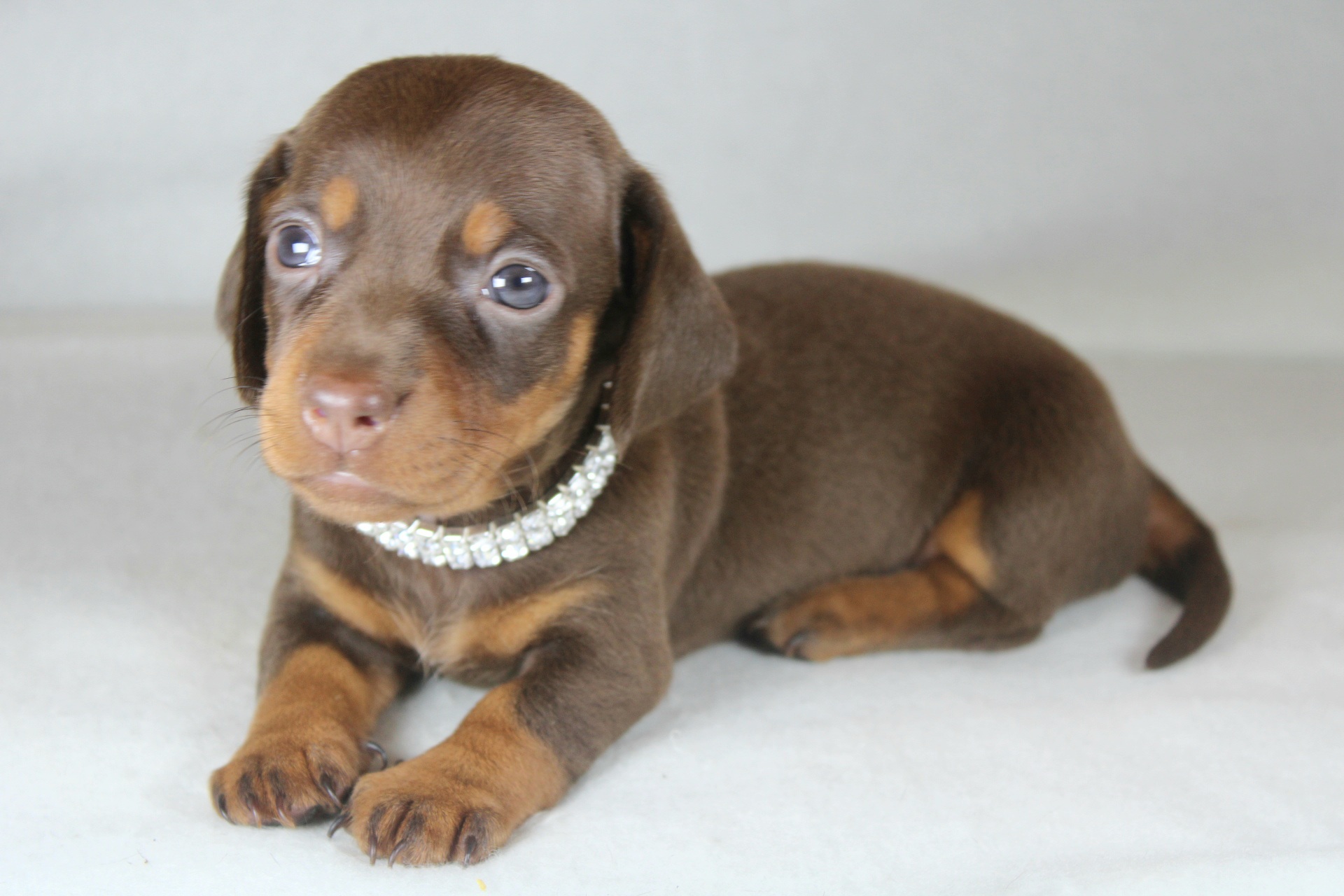 Photo de Chiot 6