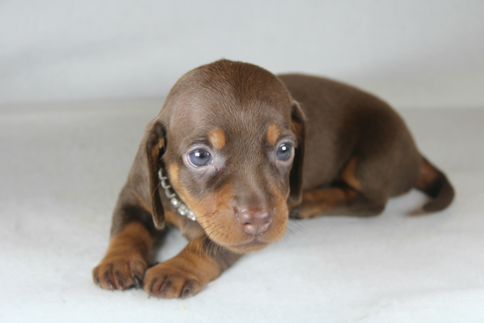 Photo de Chiot 6