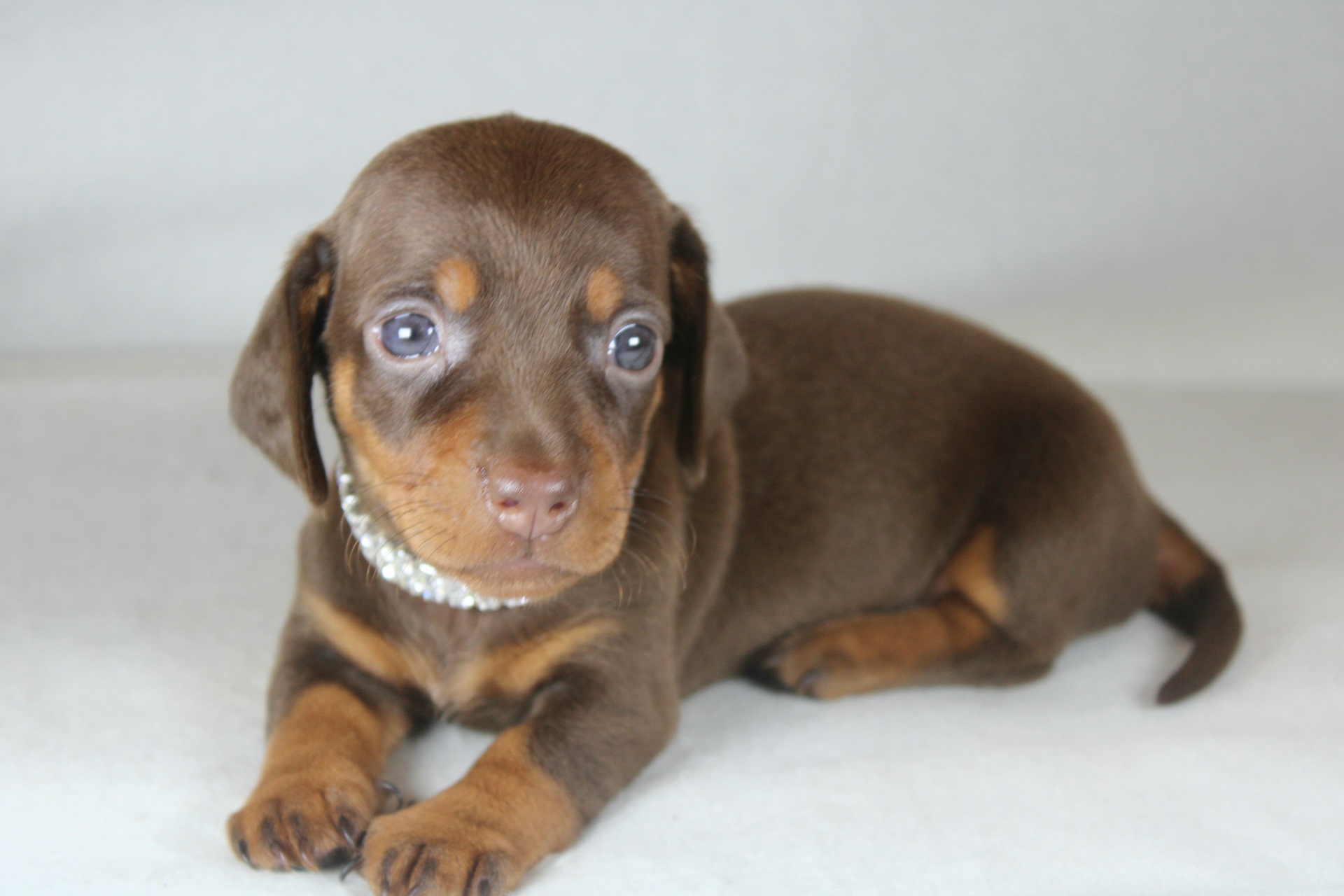 Photo de Chiot 6