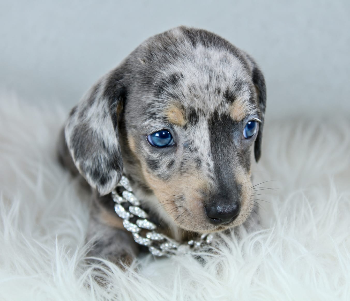 Photo de Chiot 2