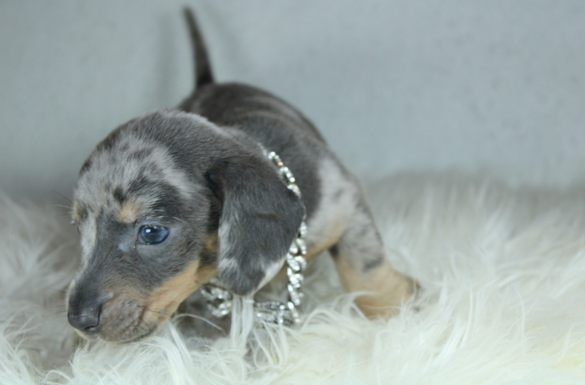 Photo de Chiot 2