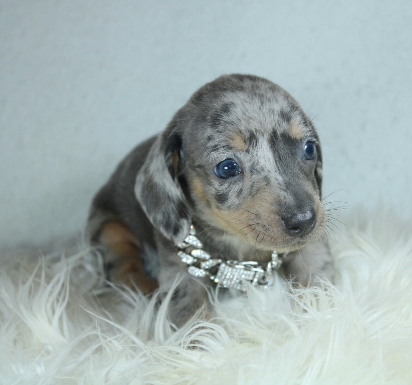 Photo de Chiot 2