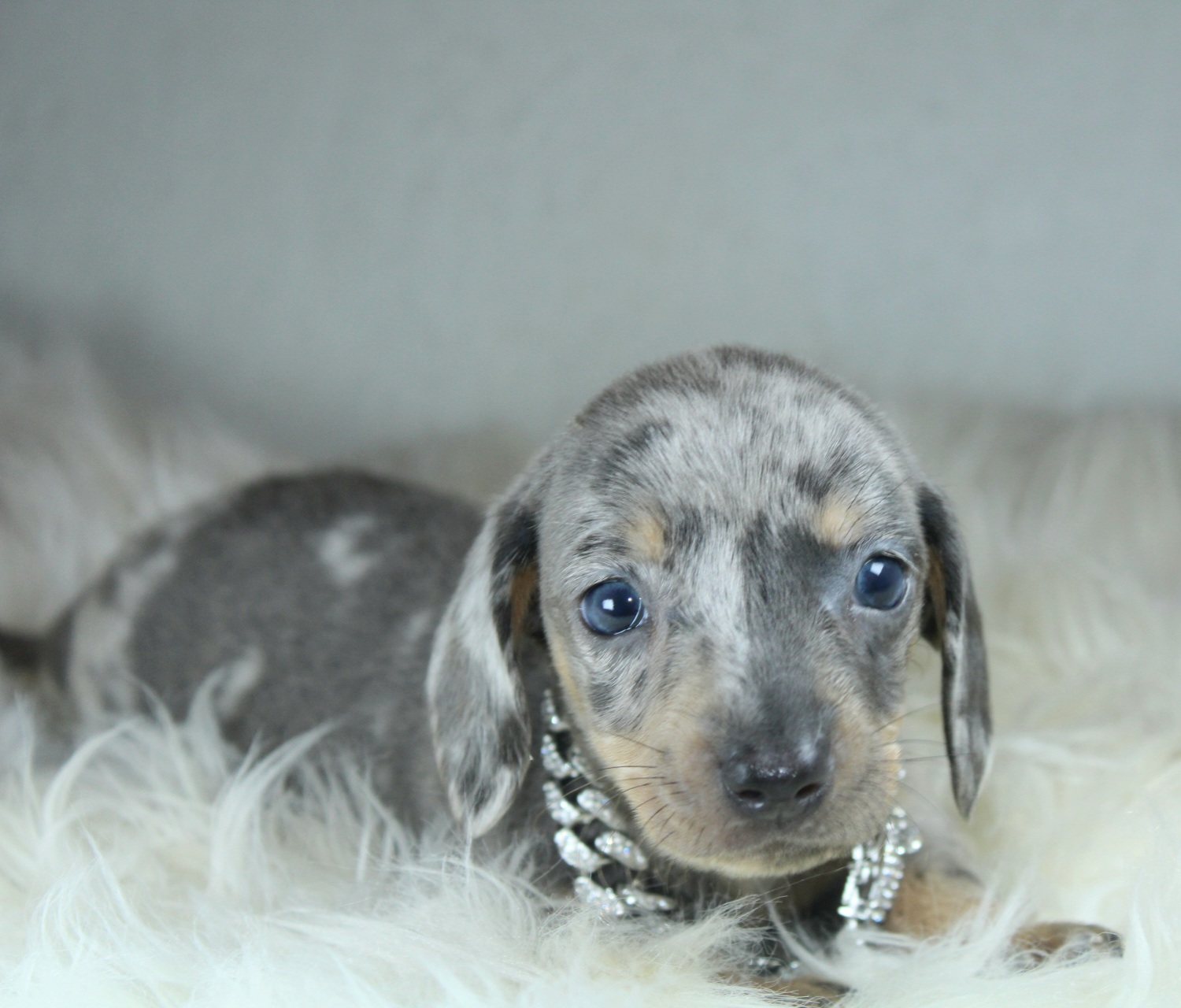 Photo de Chiot 2